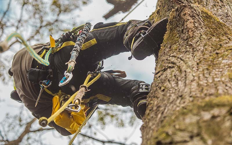 Tree Climbing: come salire sugli alberi in sicurezza?